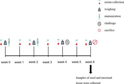 Recombinant GMA56 and ROP17 of Eimeria magna conferred protection against infection by homologous species